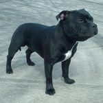 For Sale Staffordshire Bull Terrier