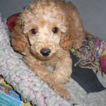 Toy Poodle Puppy For Sale