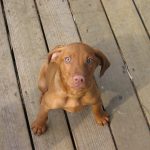 Vizsla Puppy For Sale