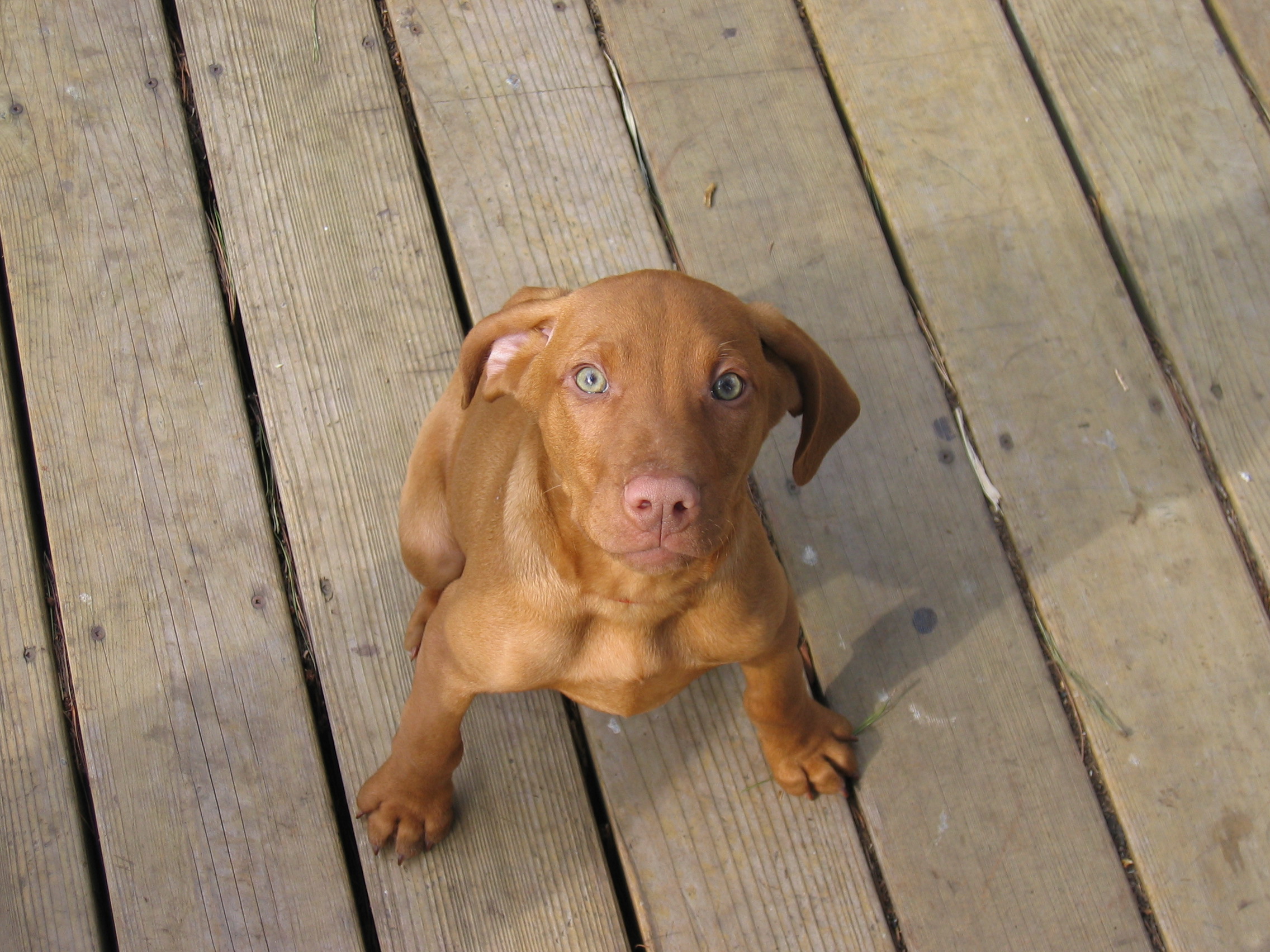 Vizsla Puppies For Sale - Pet Adoption and Sales