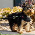 For Sale Yorkshire Terrier