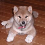 Shiba Inu Puppy For Sale