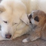 For Sale Akita Puppies