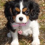 For Sale Cavalier Puppies