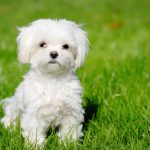 For Sale Maltese