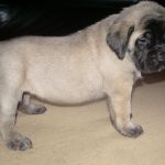 Mastiff Puppy For Sale