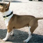 For Sale Miniature Bull Terrier