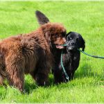 Newfoundland Puppy For Sale