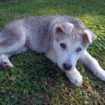 Siberian Husky Puppy For Sale