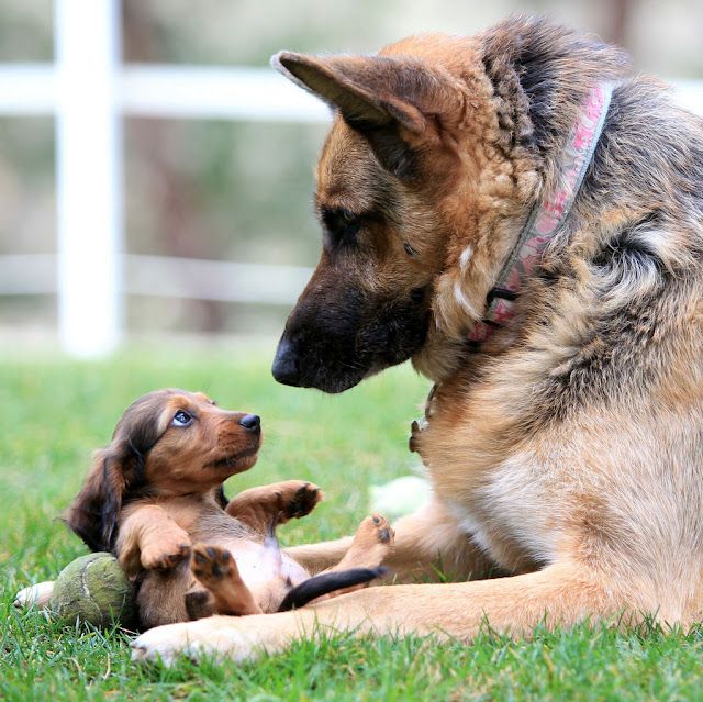 Rescue a Dachshund