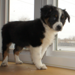 Australian Shepherd Puppies