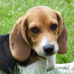 Beagle Puppies