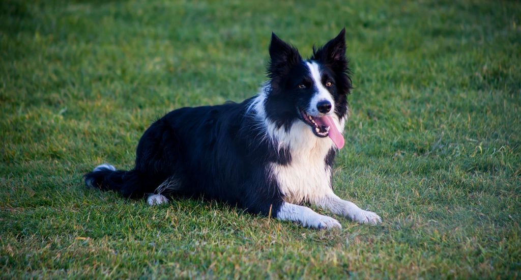 Border Collie Pup