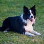 Border Collie Pup