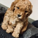 Cavoodle Puppy