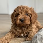 Cavoodle For Sale