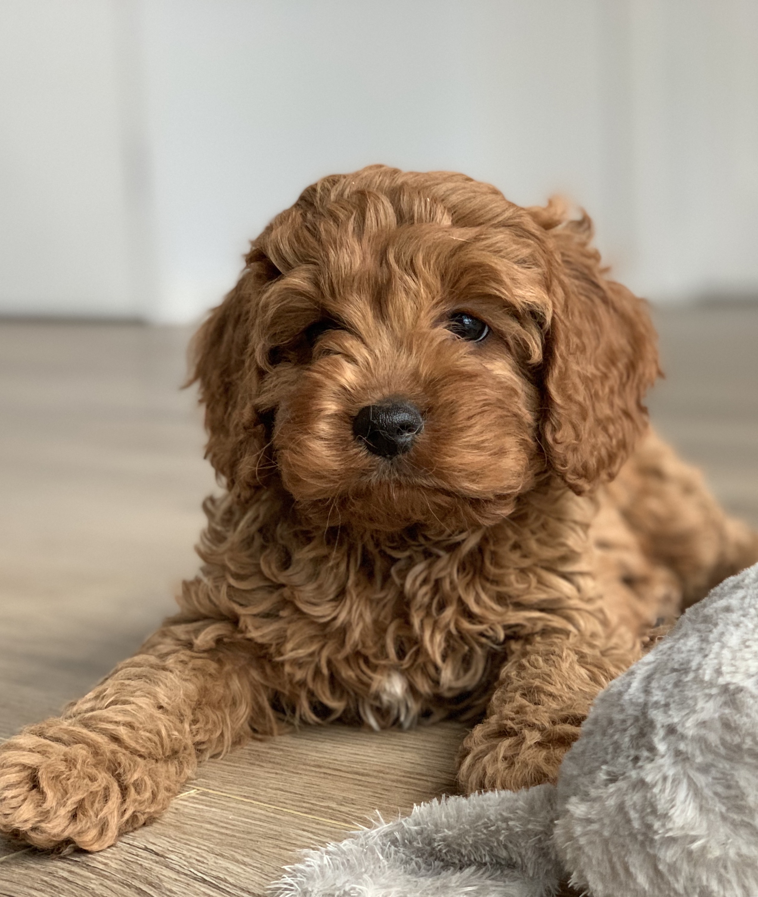 Cavoodle Puppies For Sale - Pet Adoption and Sales