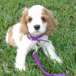 Cocker Spaniel Puppies