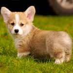 Corgi Puppy