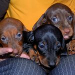 dachshund puppy