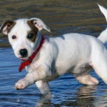 Jack Russell Puppy