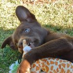 Kelpie Puppies