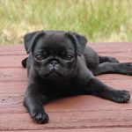 Pug Puppy