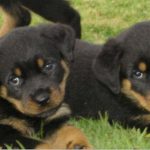 Rottweiler Puppy