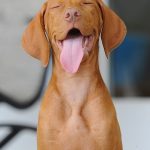 Weimaraner Puppies