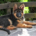 German Shepherd Puppy