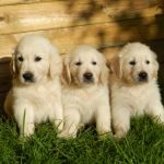 Golden Retriever Puppy