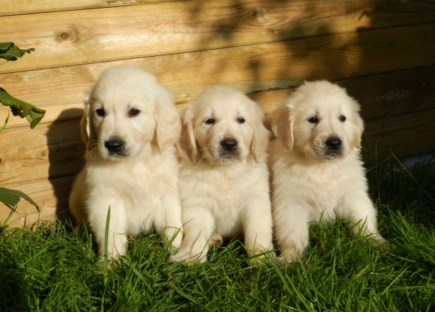 Golden Retriever Puppy