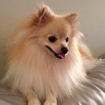 pomeranian puppy