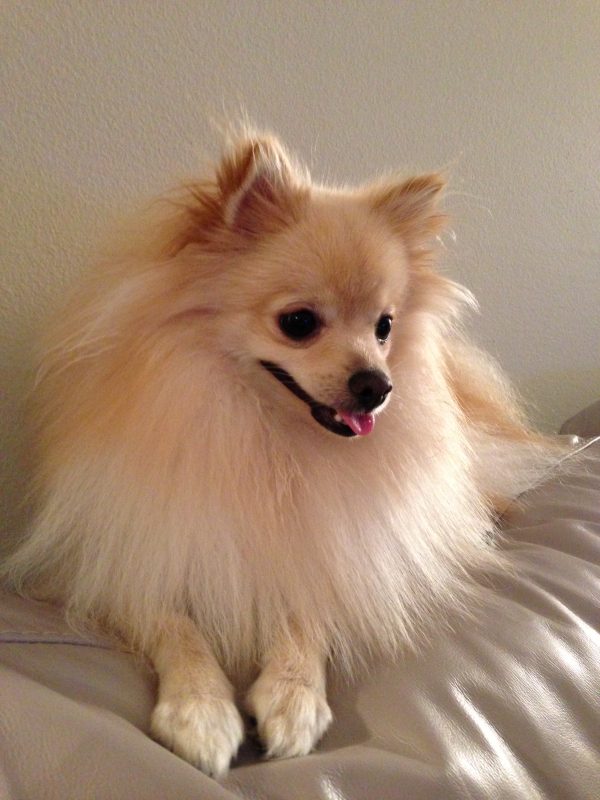 pomeranian-puppies-pet-adoption-and-sales