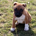 Staffy Puppies