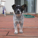 Blue Heeler Puppies