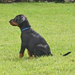 Doberman Puppy