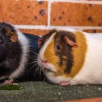 Guinea Pigs