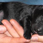 Labradoodle Puppies