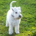 Miniature Schnauzer Puppy