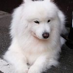 Samoyed Puppies