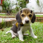 Beagle Puppy For Sale