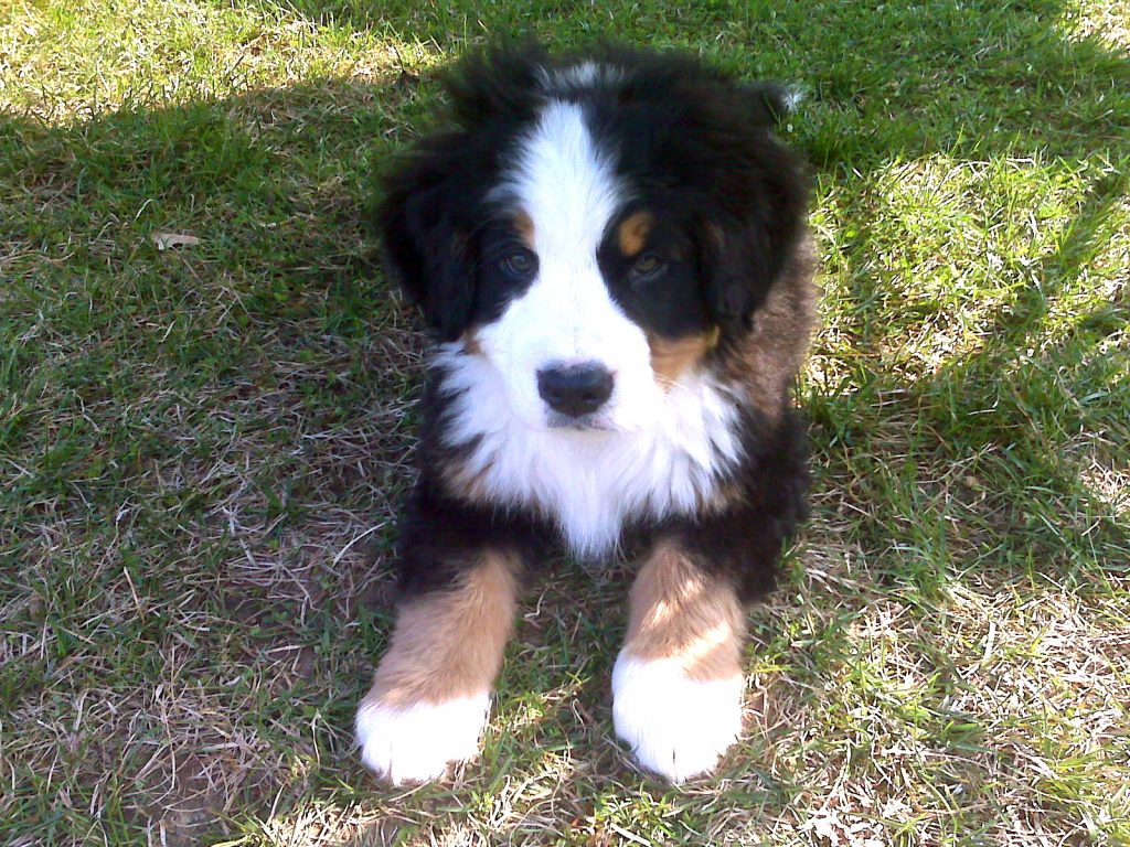 Bernese Mountain Dog Puppy