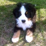 Bernese Mountain Dog Puppy