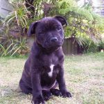 Blue Staffy Puppies