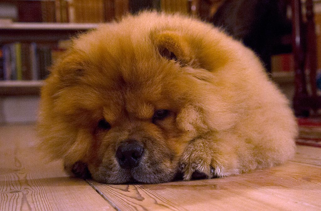 Chow Chow Puppy Pet Adoption And Sales