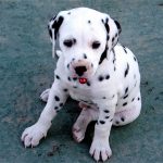 Dalmatian Puppy