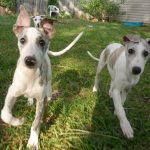 Whippet Puppy