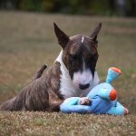 Bull Terrier Puppy