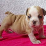 Bulldog Puppy